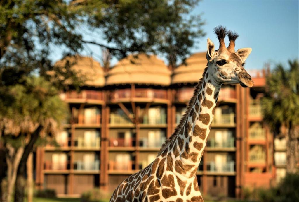 ‪‪Disney's Animal Kingdom Lodge‬‬  Four Corners المظهر الخارجي الصورة